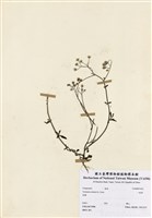 藏品(一枝香)的圖片